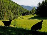 Oberwolfach - Impressionen